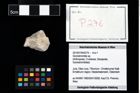 Foto (Objekt + Etikett) von Goniodromites sp.  (NHMW-GEO-2014-0194-0276)